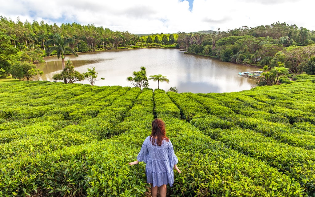 Tea Plantation's in Mauritius