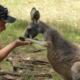 A kangaroo with Dan