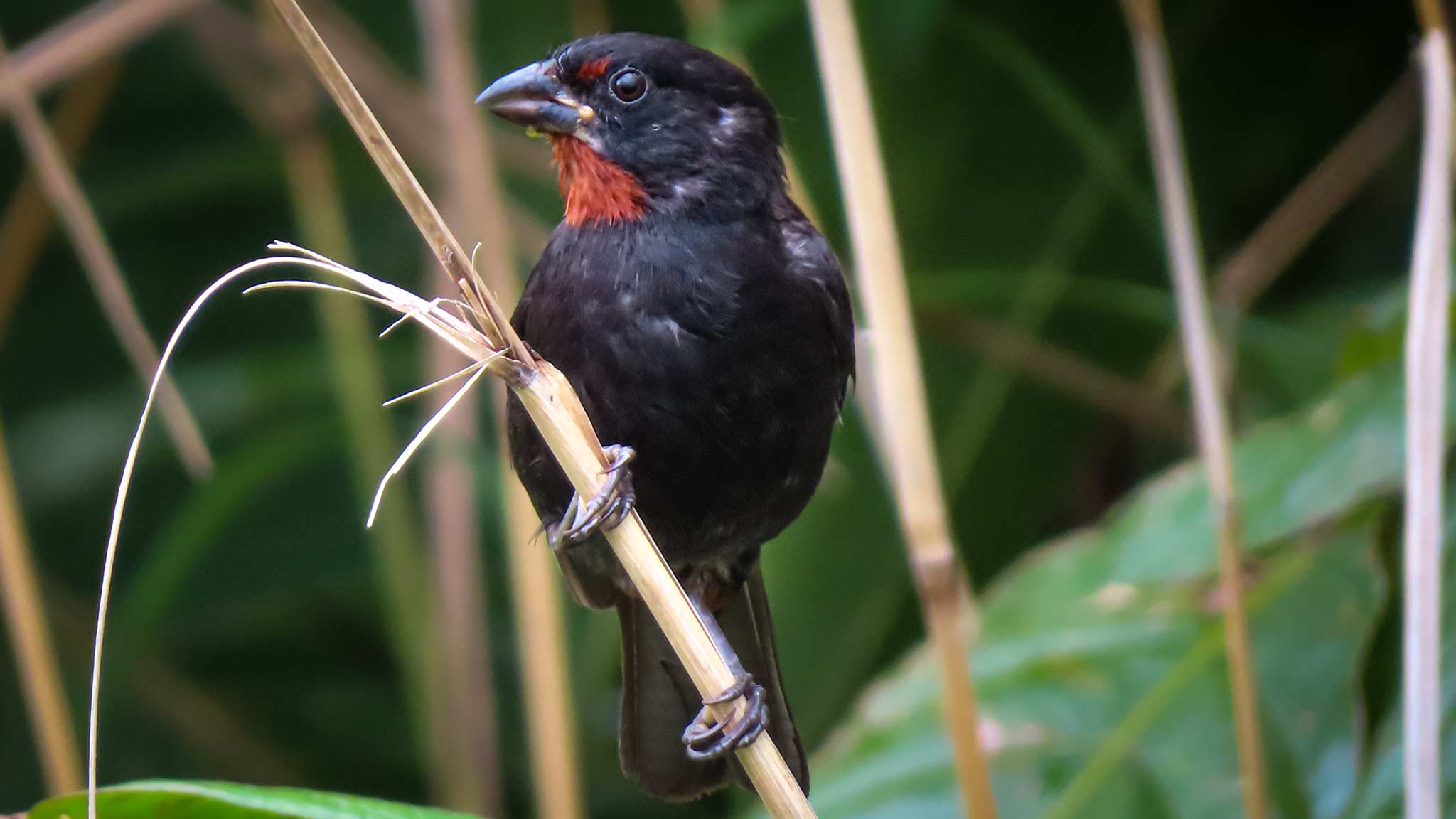 A small bird as spotted while bird watching in Dominica