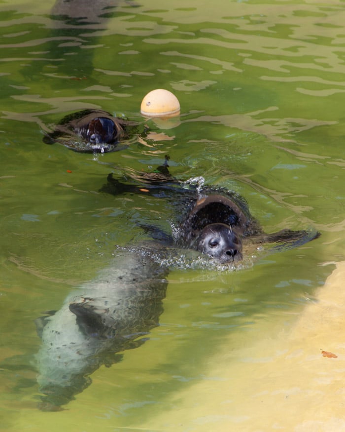 The Cornish Seal Sanctuary