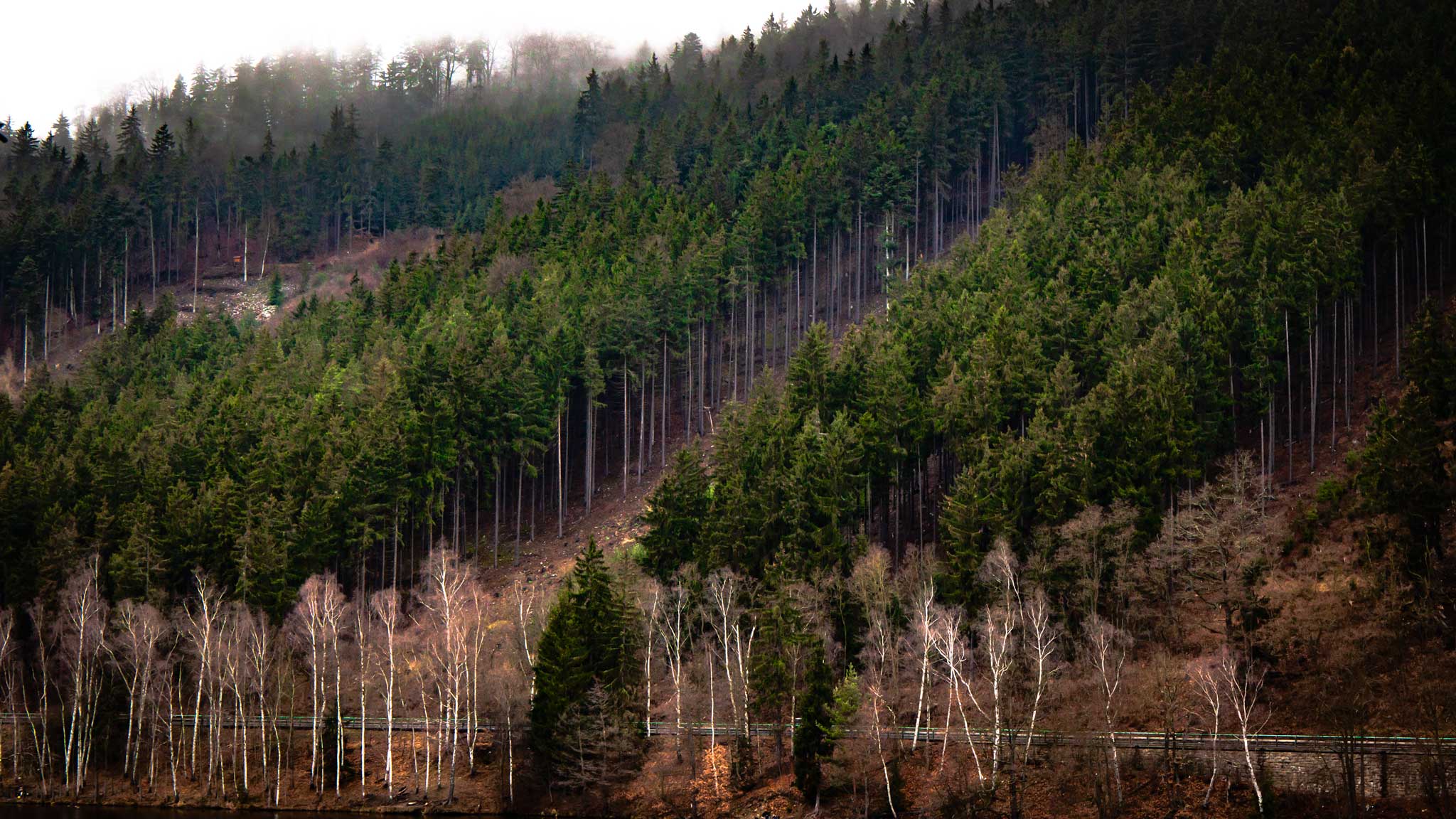 Forests around Karlovy Vary