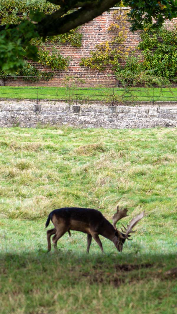 Deer in Raby Castle Grounds