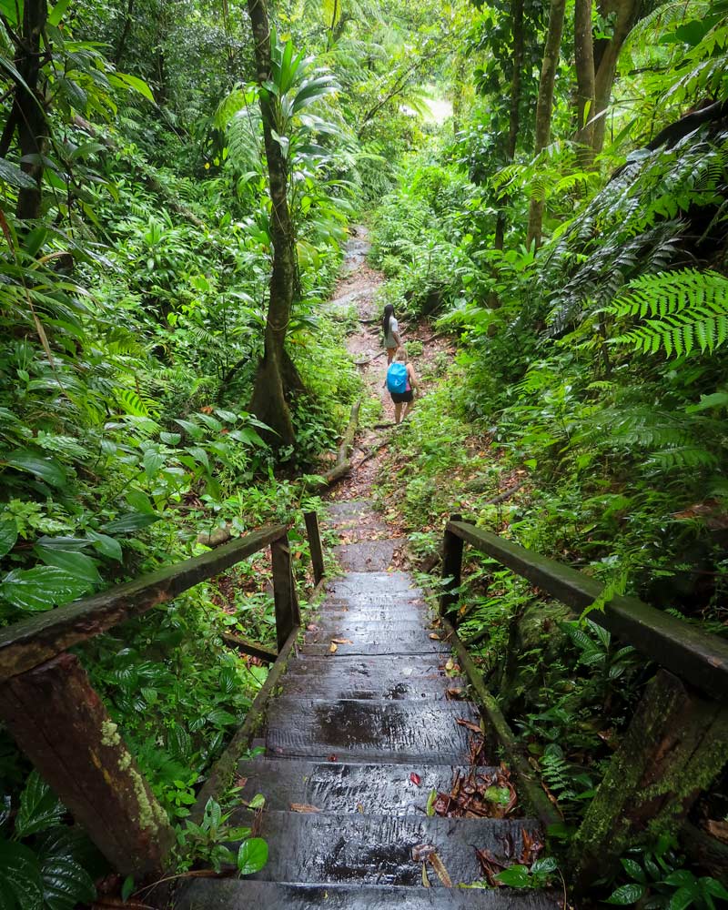 Hiking through the green bushes and trees of Dominica