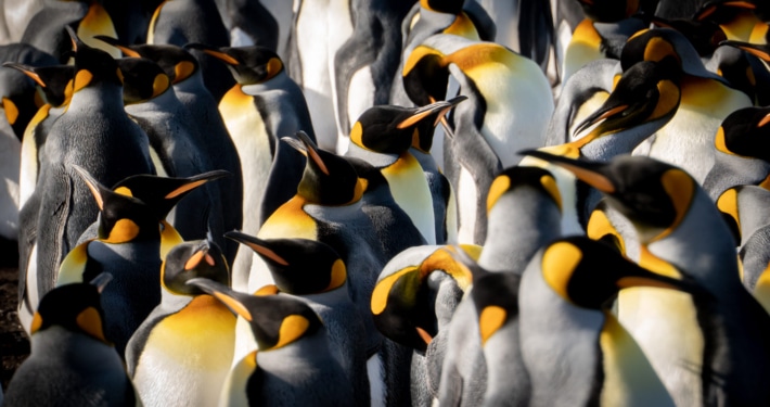 Wildlife penguin island