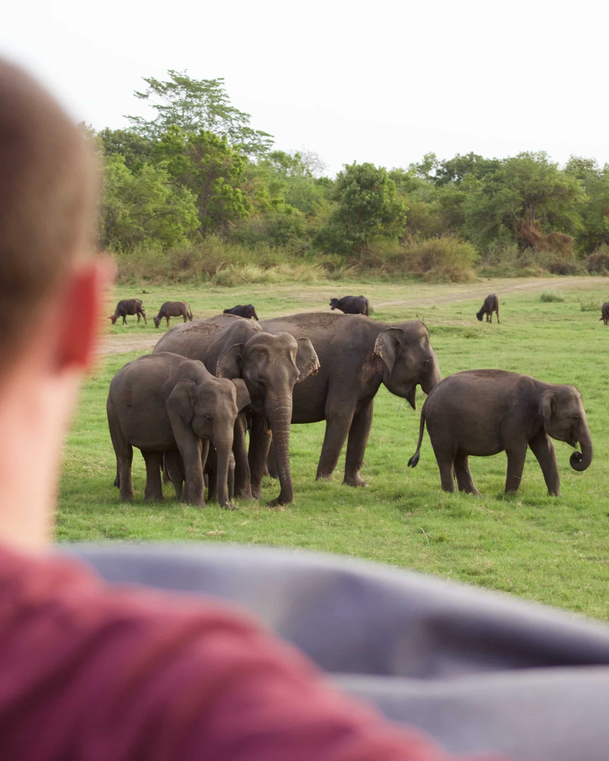 elephant safari in sri lanka