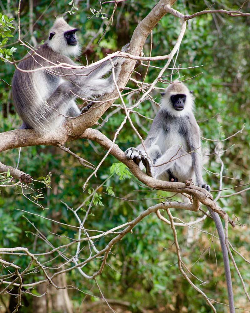 animal safari in sri lanka