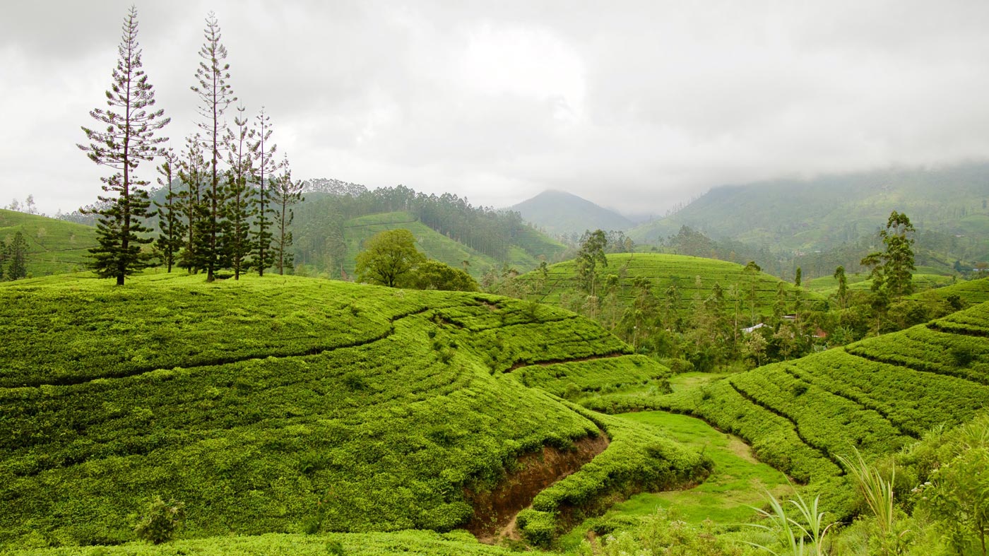 nuwara eliya sri lanka