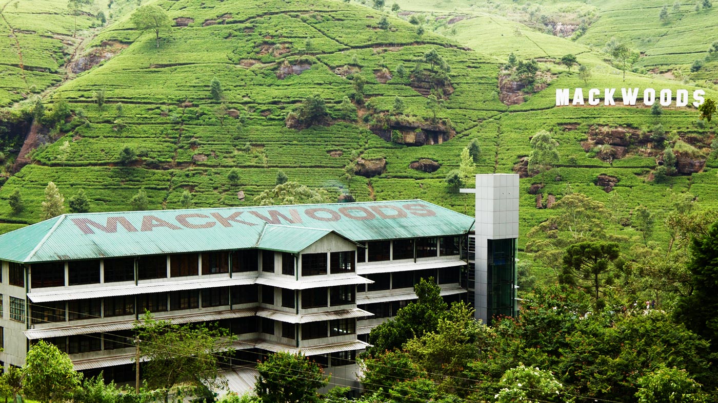 mackwoods tea plantation