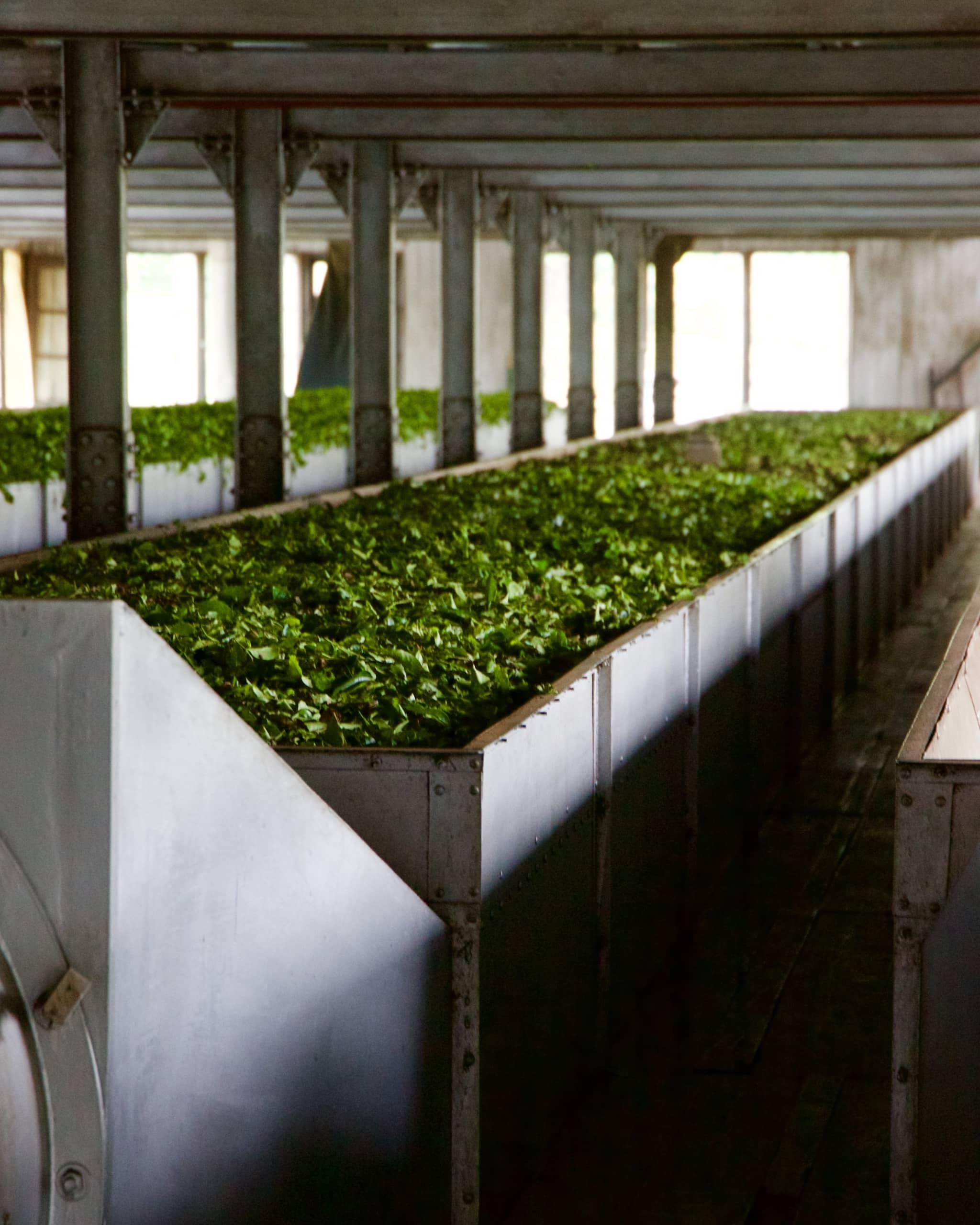 tea factory sri lanka