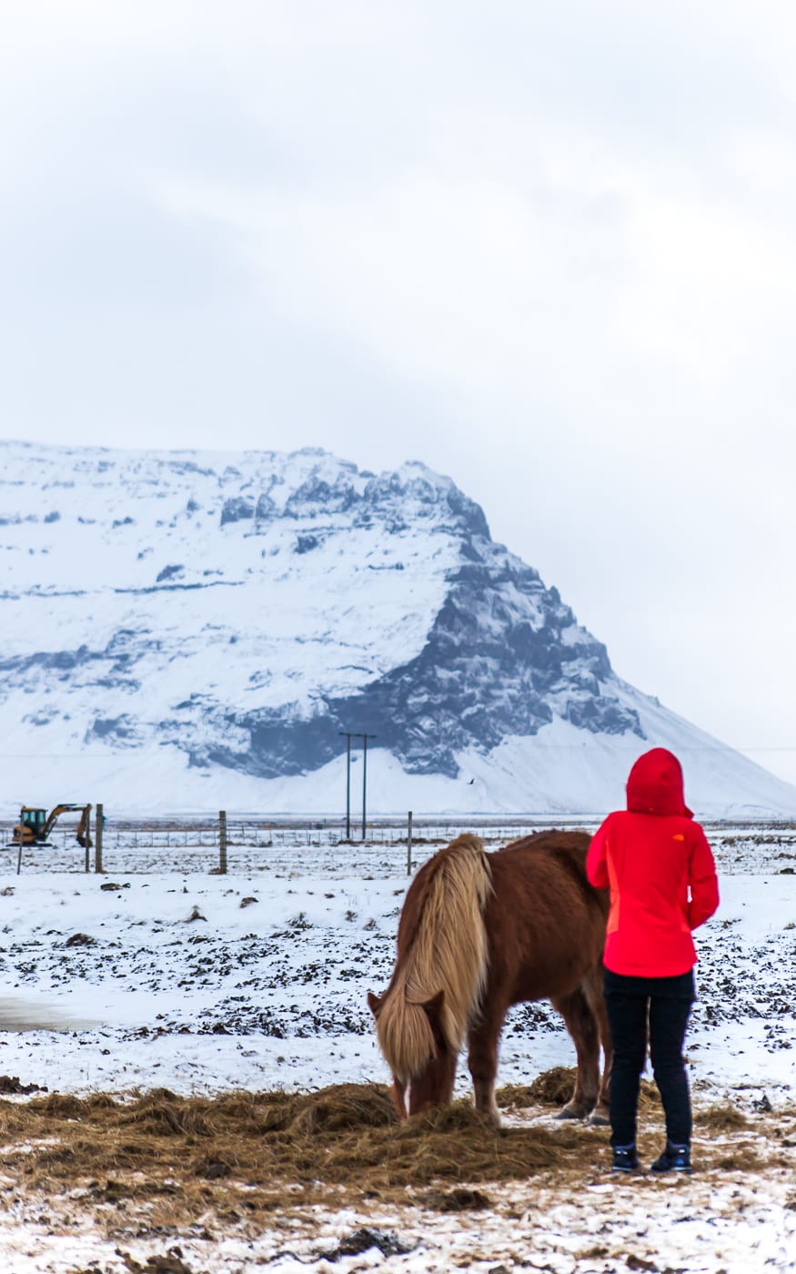 Iceland Winter Horses