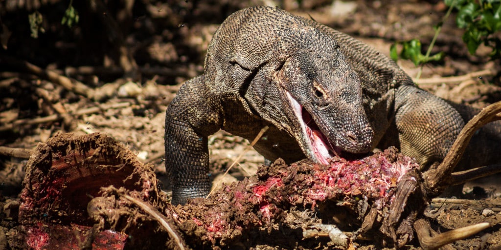 Komodo Island Tour