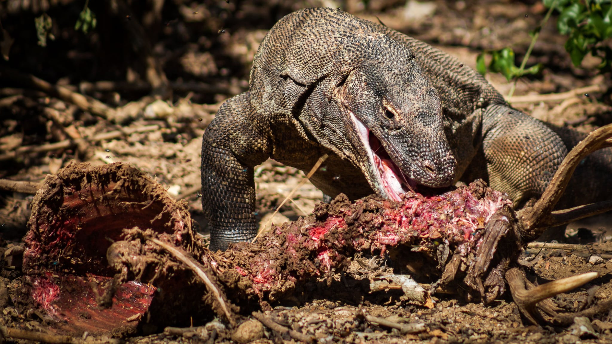 KomodoDragon