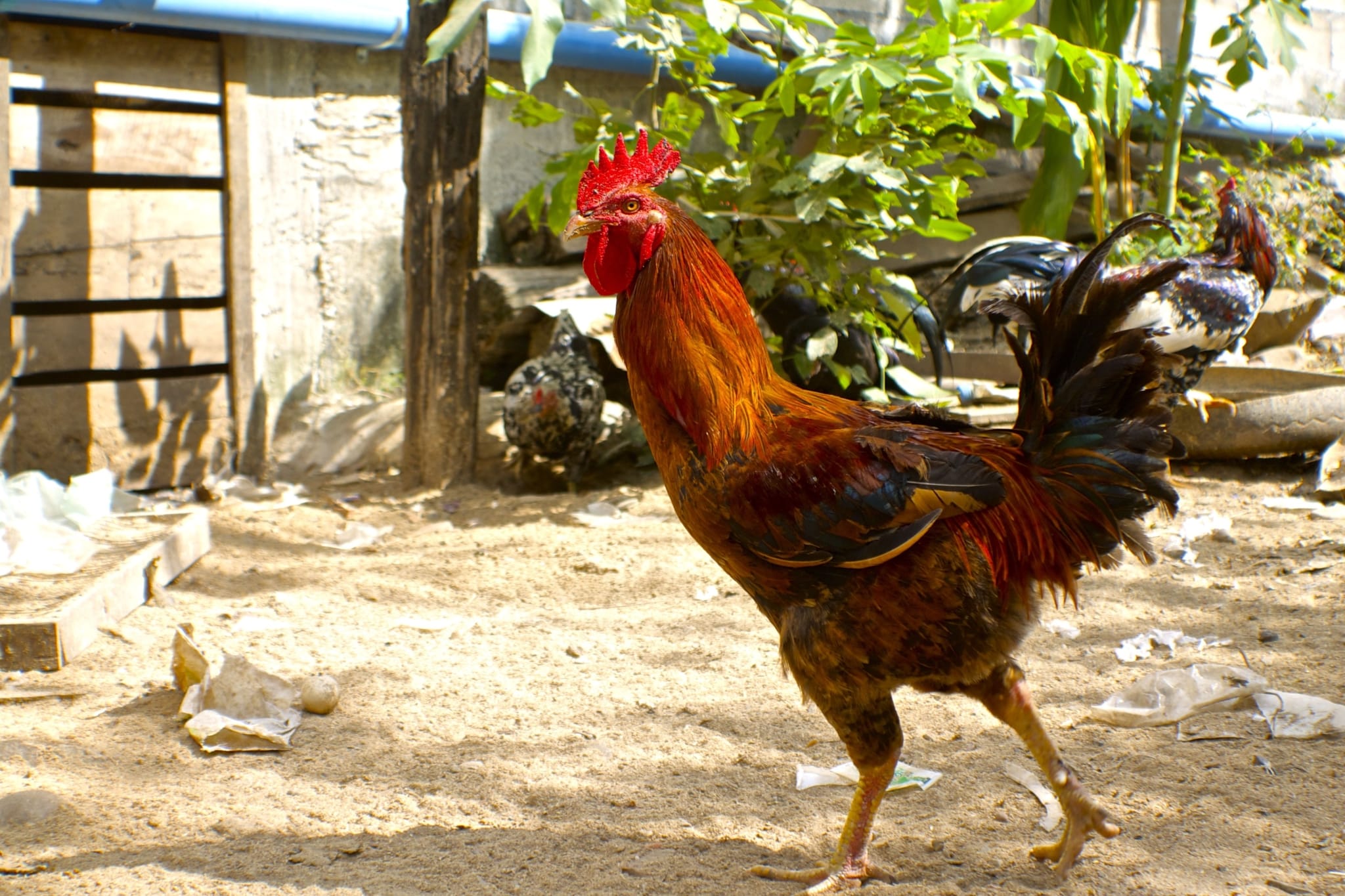 Laos Photography