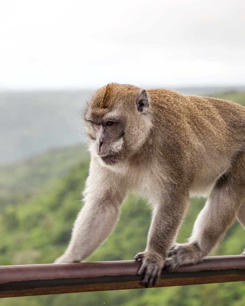 Monkey In Mauritius