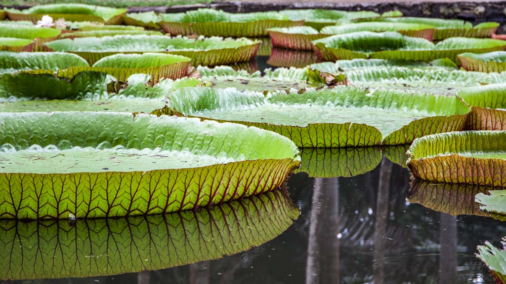 Lilies in Mauritius