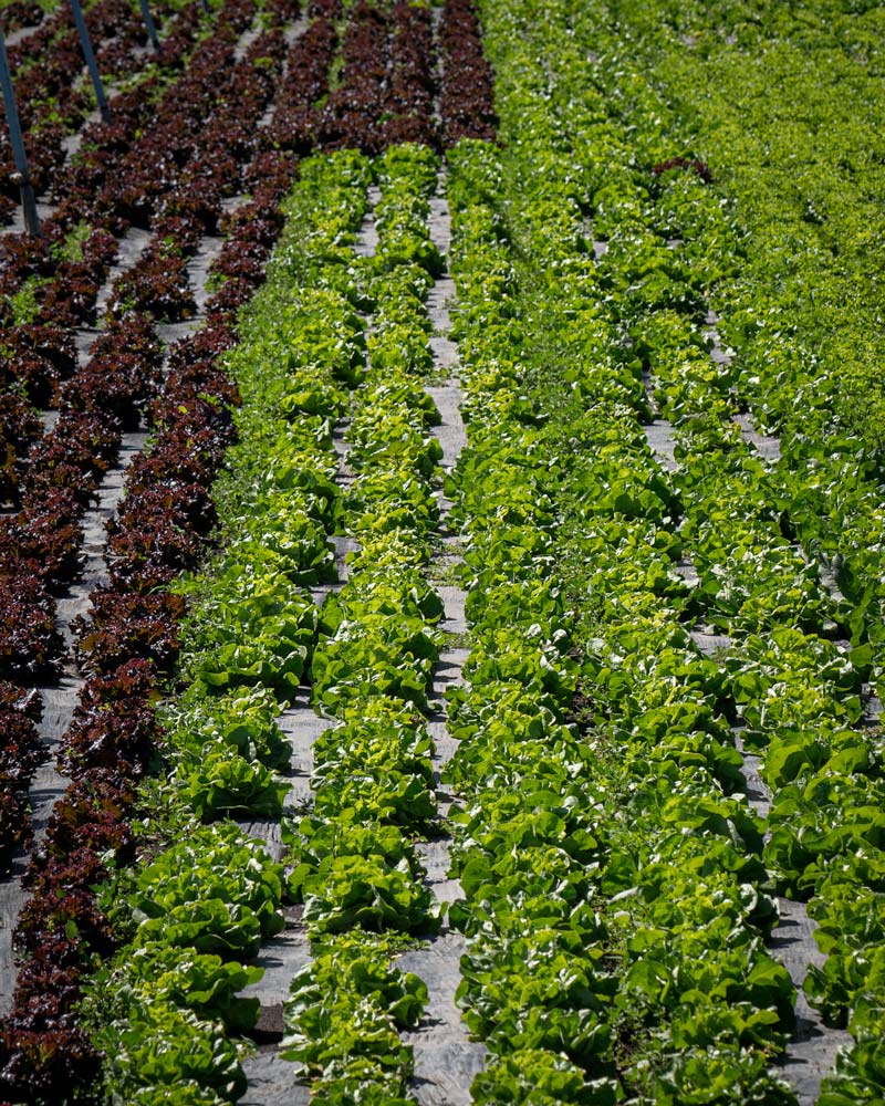 David, a chinampero, guides us through the farming method