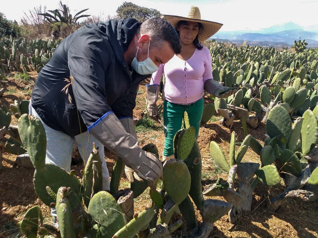 Learning about Nopales