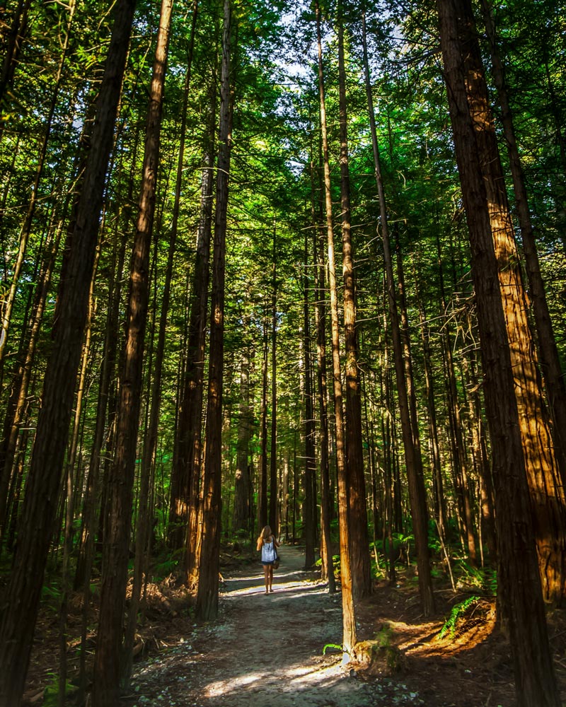 New Zealand Redwood trees