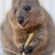 Quokka