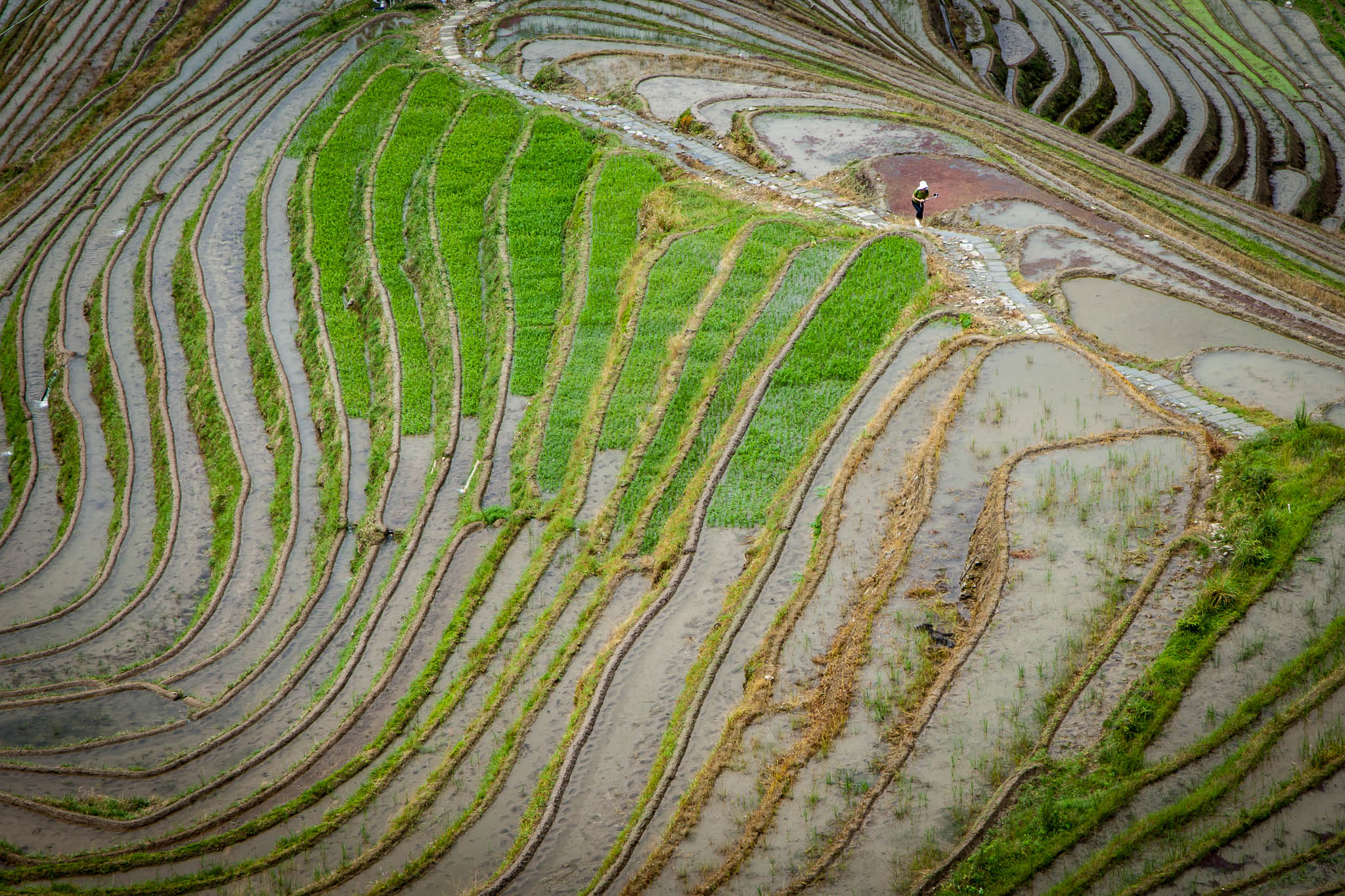 Rice Terraces in Longji