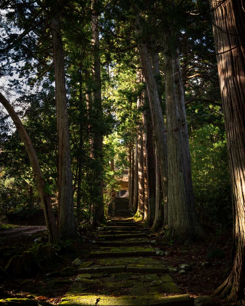 The tree lined stairs to the temple