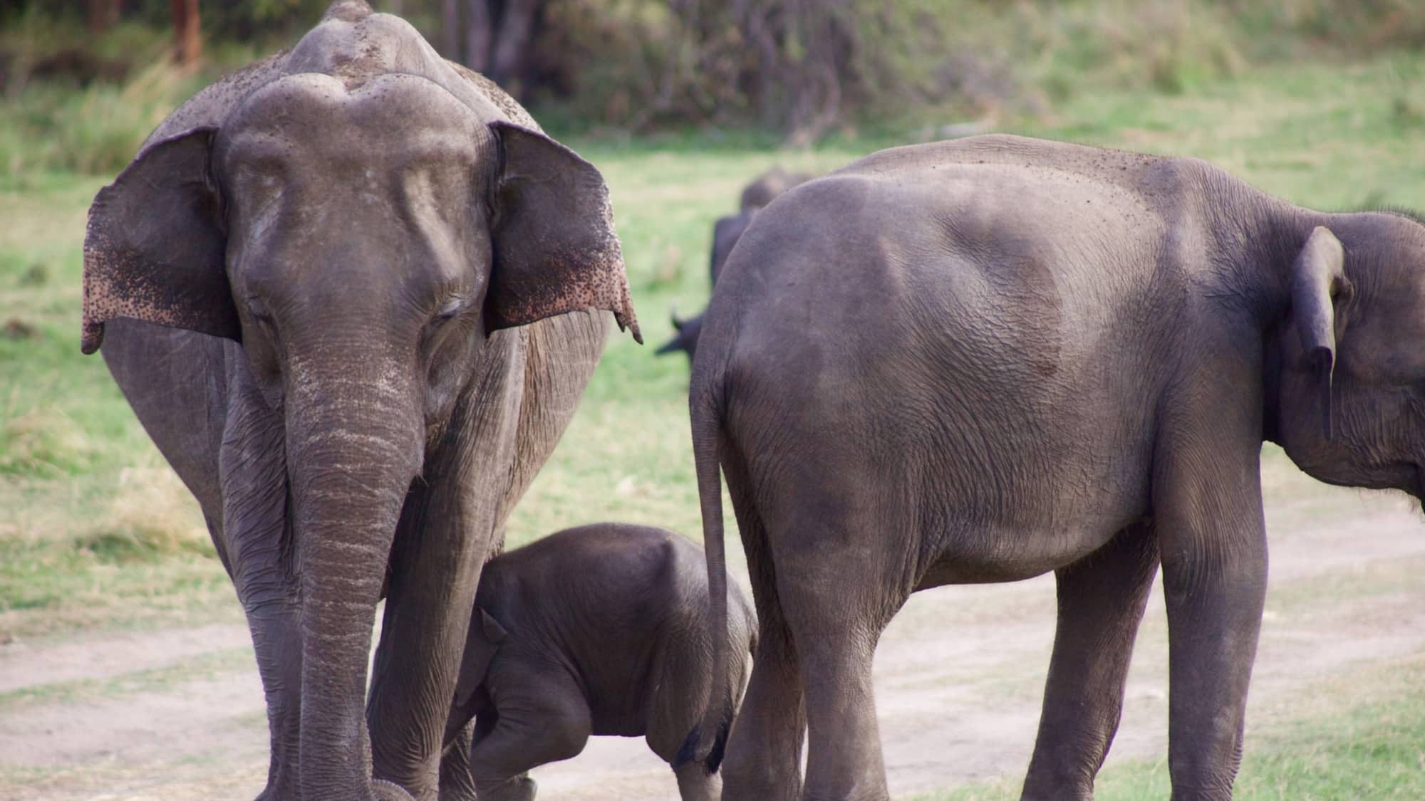 Elephant Safari Sri Lanka