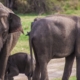 Safari in Sri Lanka