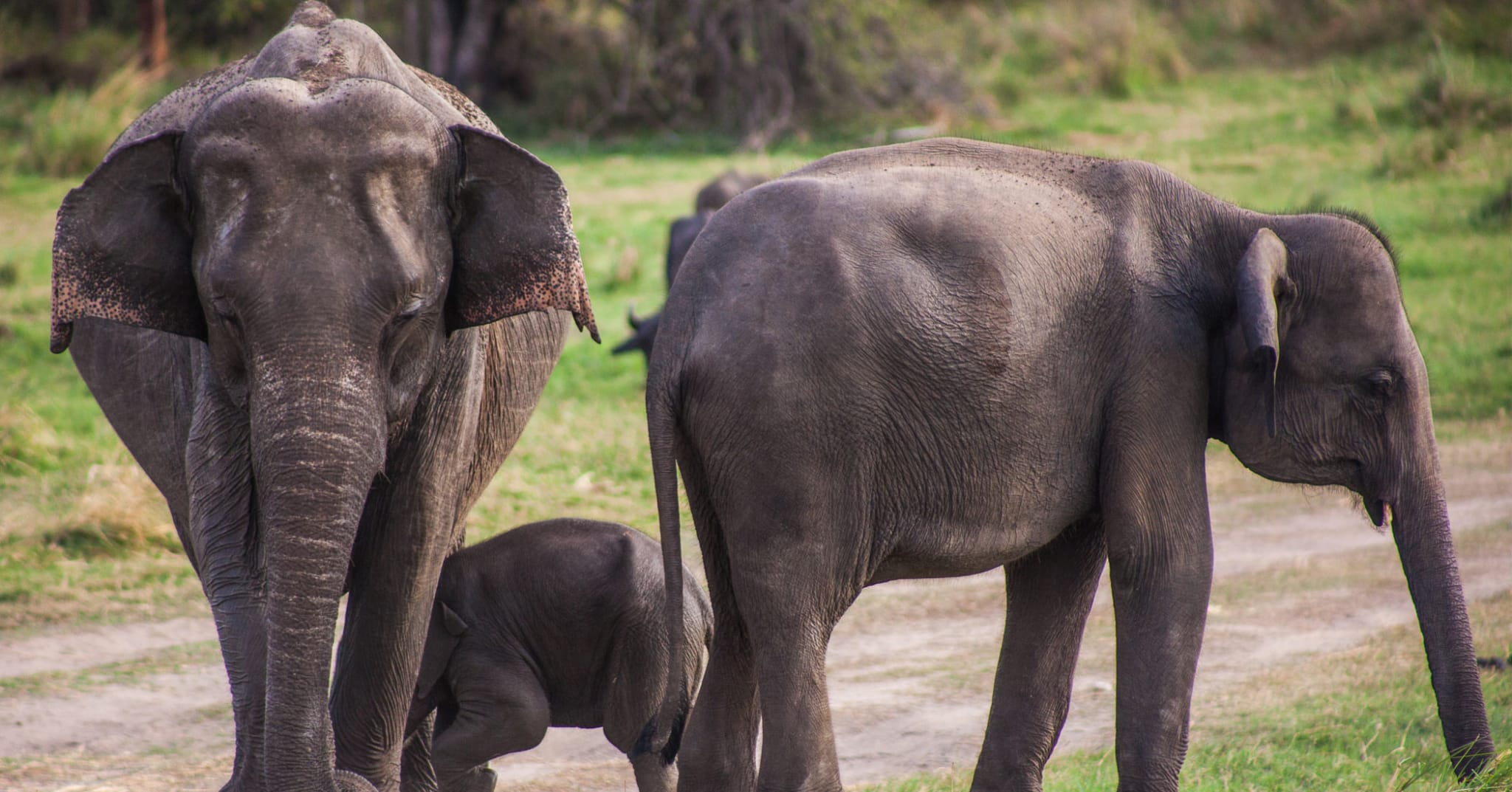 Safari in Sri Lanka