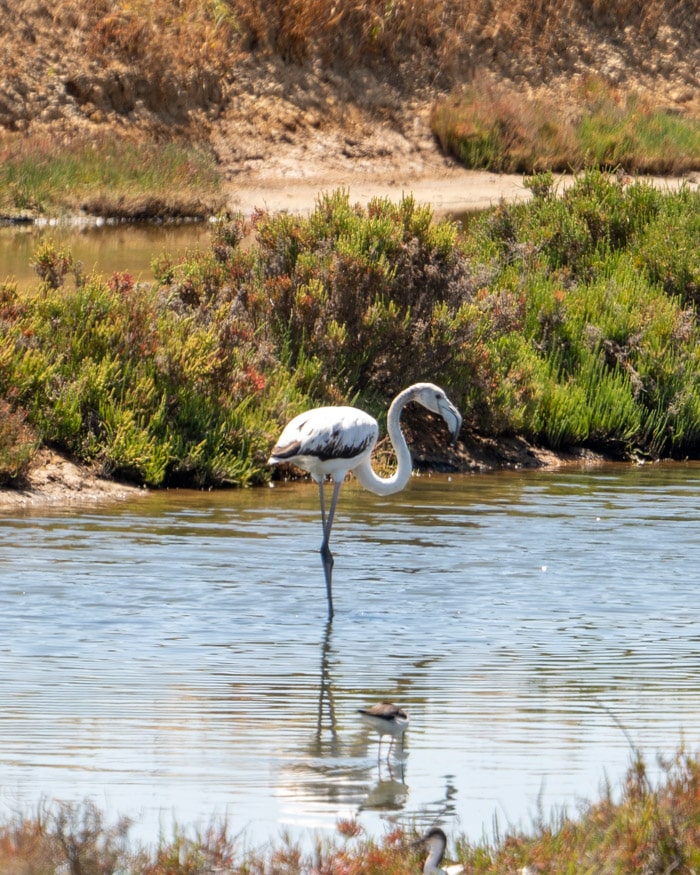 An out of season flamingo in Tavira's salt pans