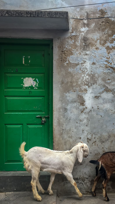 Goats in Varanasi