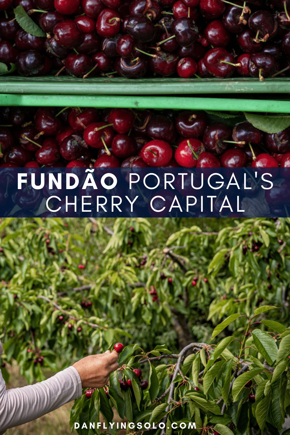 Why You Should Visit Fundão, Portugal’s Cherry Capital – In Central Portugal's hinterlands, combine a visit to Fundão, the country's cherry capital, with Castelo Novo, a historic village.