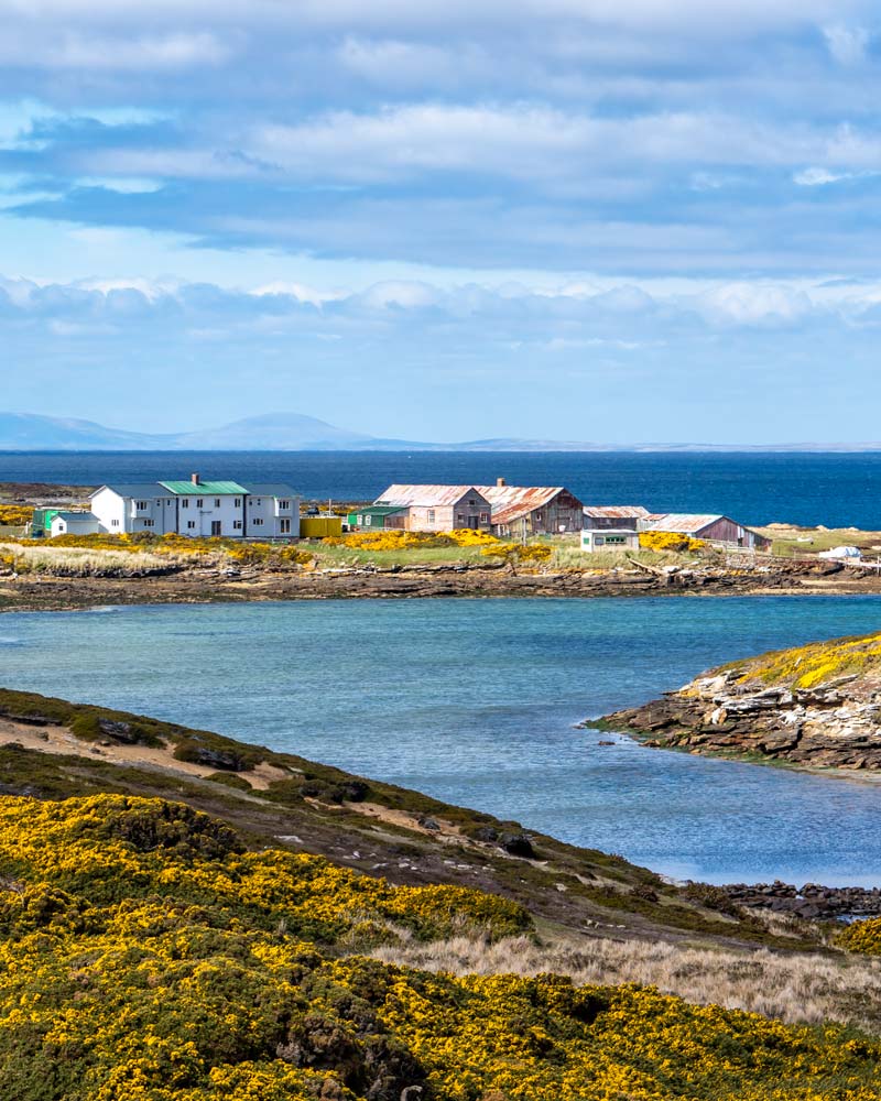 Weddell Island Farm against the ocean with yellow gorse