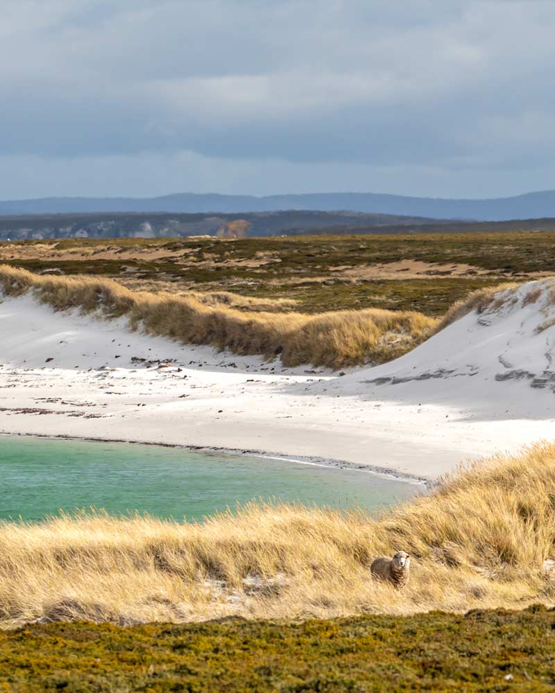 A white-sand cove on Weddell Island